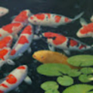 Meet your Posher, J.